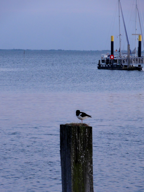 Spiekeroog Hafen mit Austernfischer