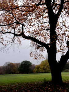 Herbst im botanischen Garten
