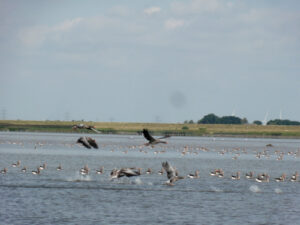 GĂ€nse auf der Elbe