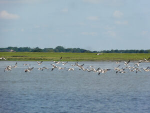 GĂ€nse auf der Elbe