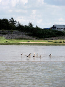 Gänse bei Glückstadt